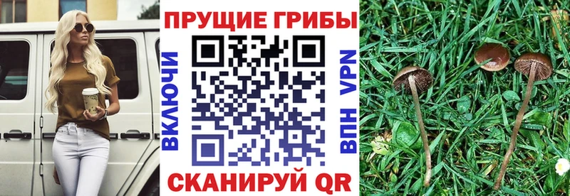 Псилоцибиновые грибы мухоморы купить Новоузенск